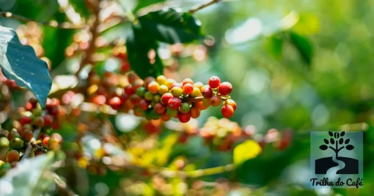 Café Tipo Arábica