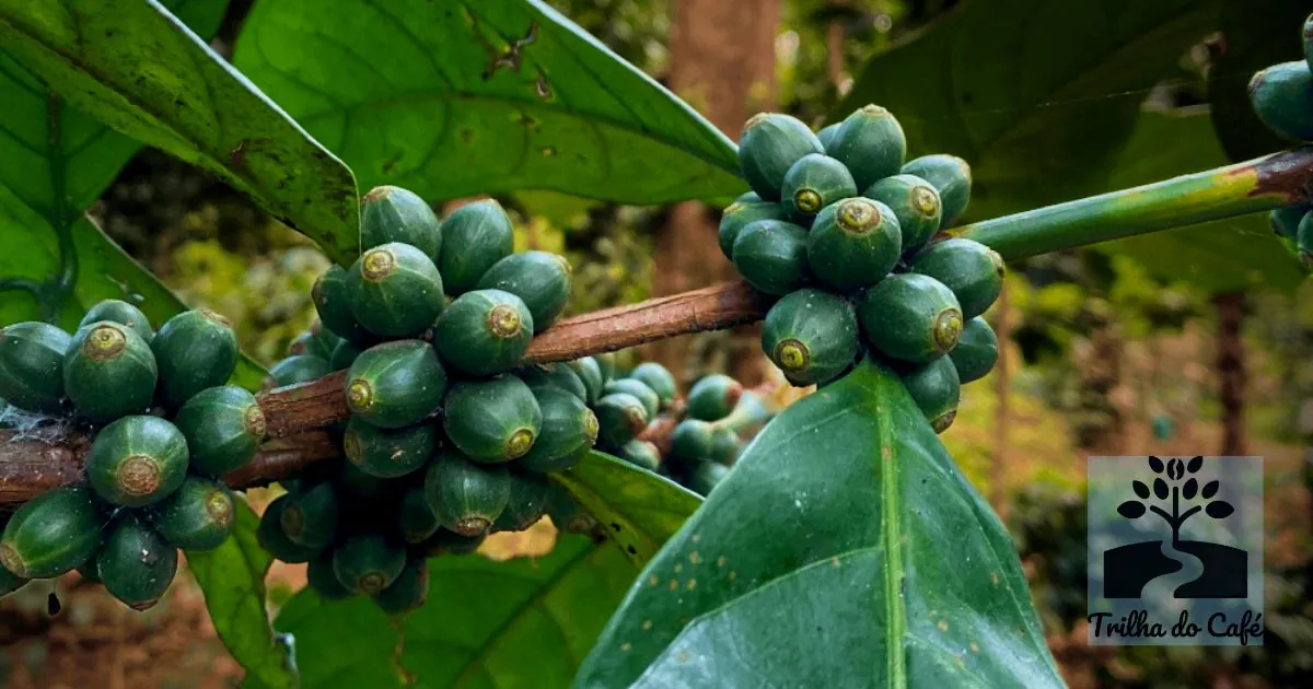 Pé de Café Excelsa